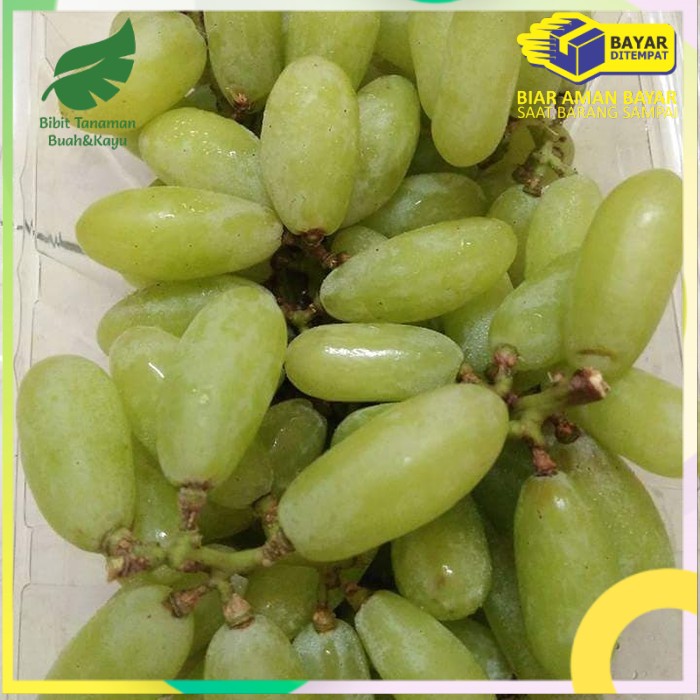 bibit anggur import banana