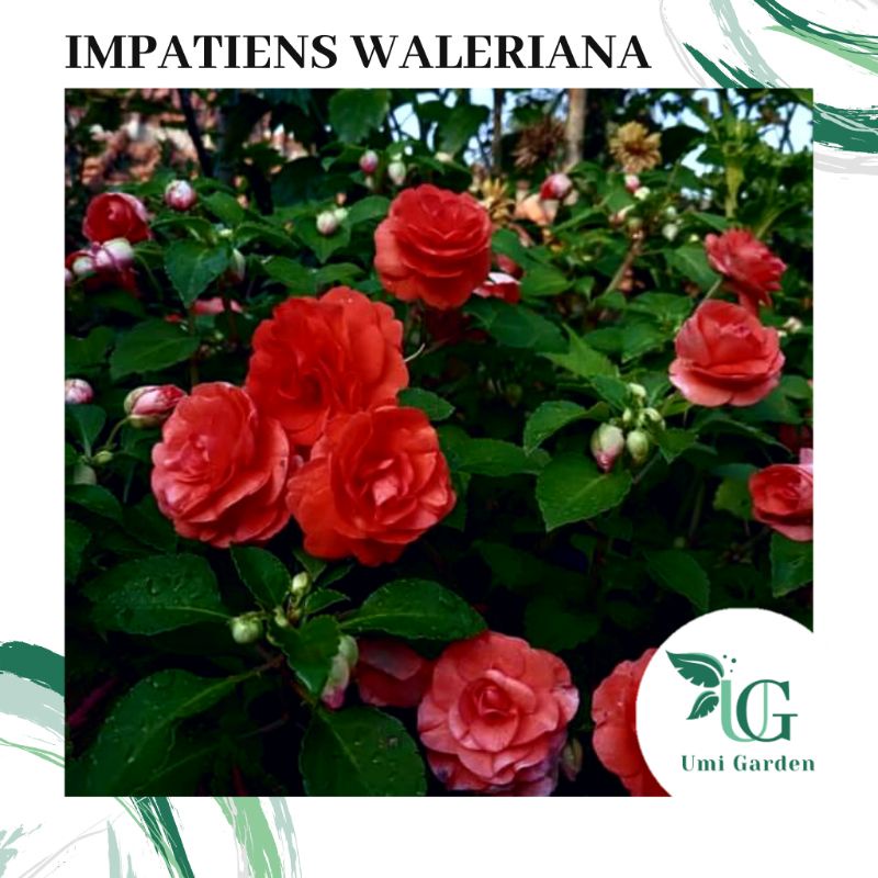 Tanaman Hias Bunga Pacar Air Impatiens Waleriana Orange Tumpuk