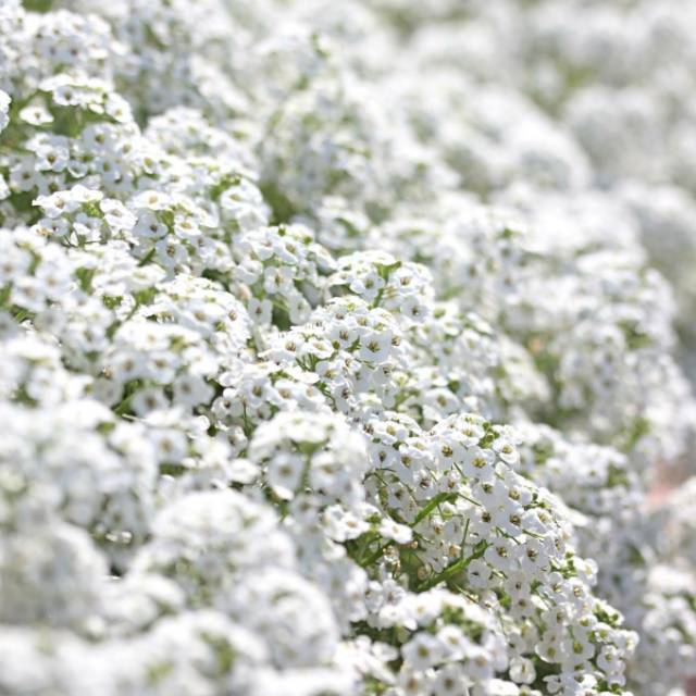 Benih Bibit Biji - Bunga Alyssum Snow Cloth (Lobularia maritima) Sweet Alyssum Putih Flower Seeds - IMPORT