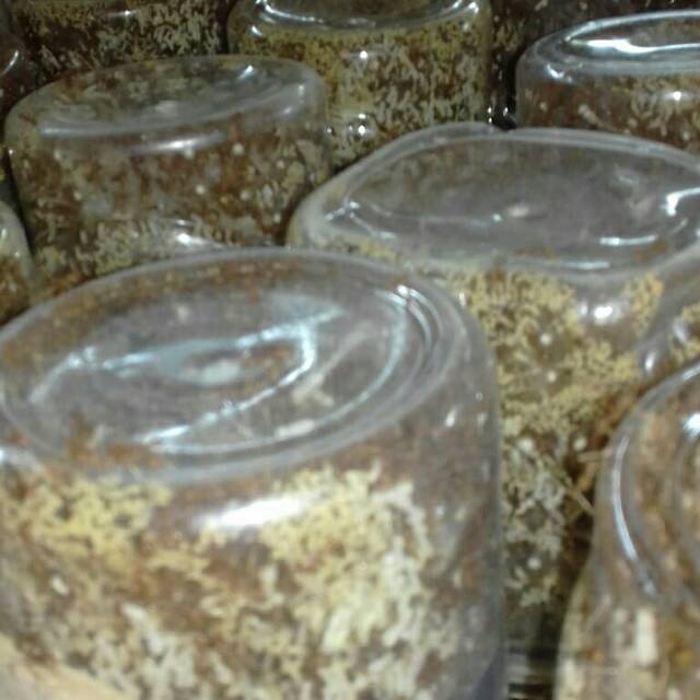 Supplier bibit kroto