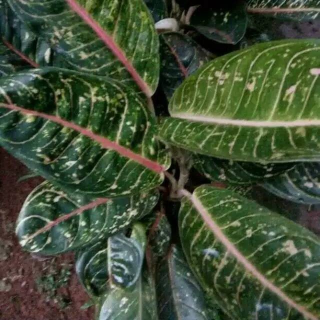 AGLONEMA DONACARMEN-BIBIT AGLONEMA TANAMAN AGLONEMA