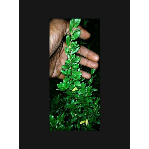 bibit bonsai santigi