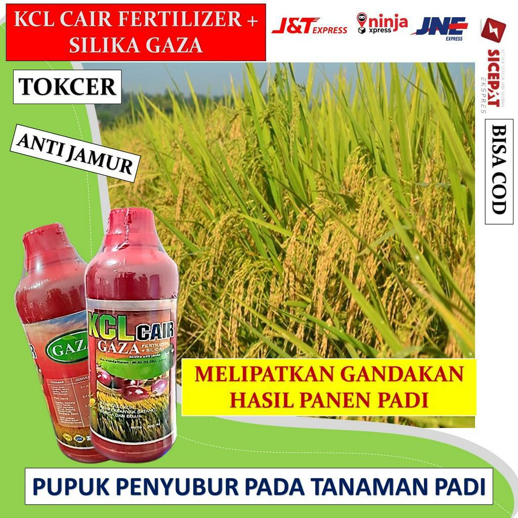 rekomended KCL CAIR FERTILIZER + SILIKA GAZA pupuk padi sawah siap panen-pupuk padi organik pupuk ca
