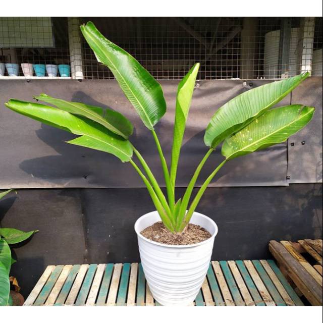 Jual Bibit Tanaman Pisang Kipas Pohon Pisang Kipas Tanaman Indoor Outdoor Shopee Indonesia