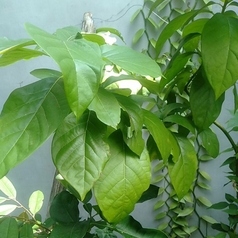 

Daun Apokat petikan segar
