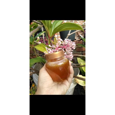 

MADU MULTIFLORA ASLI 175ML MURAH