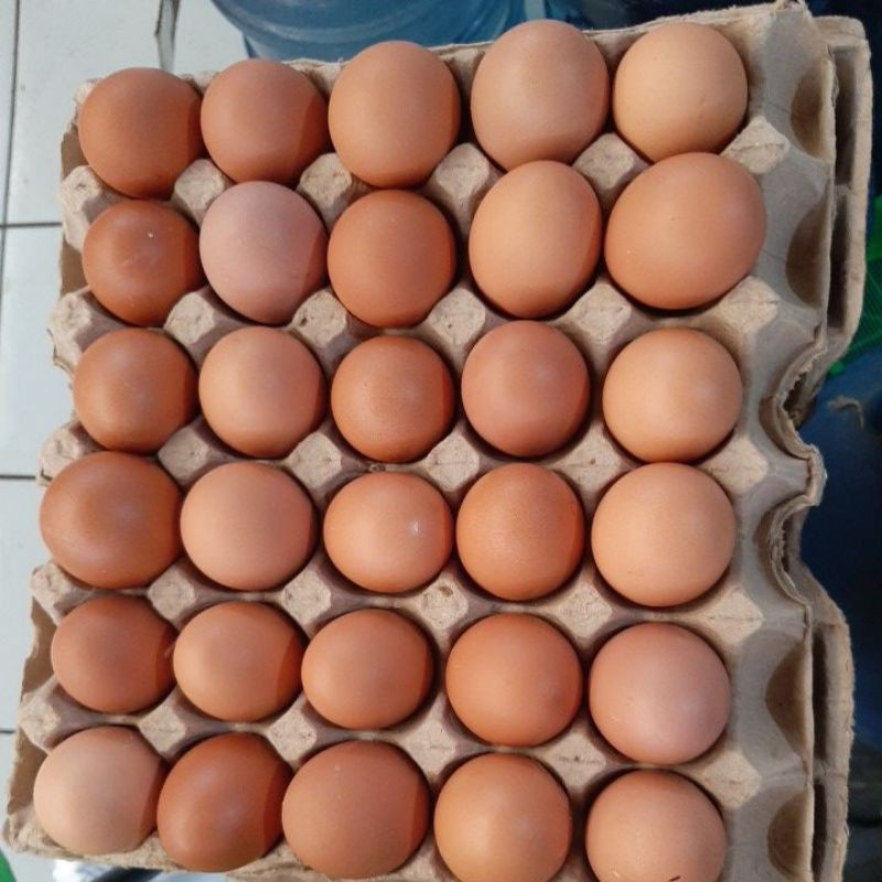 

TELUR MURAH 1tray isi 30