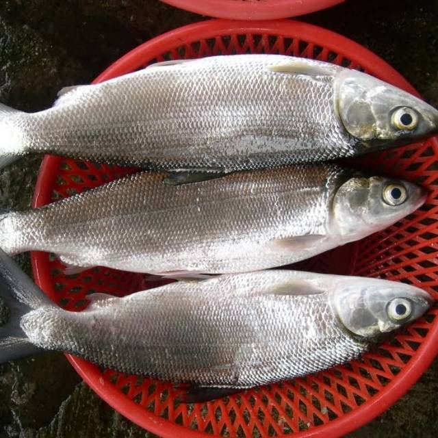 

Ikan bandeng segar 1kg