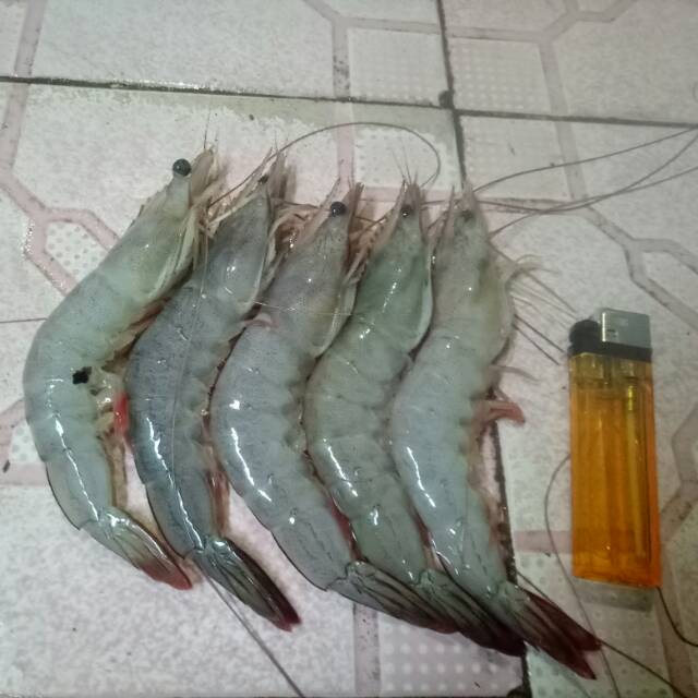 

Udang Peci(500g)