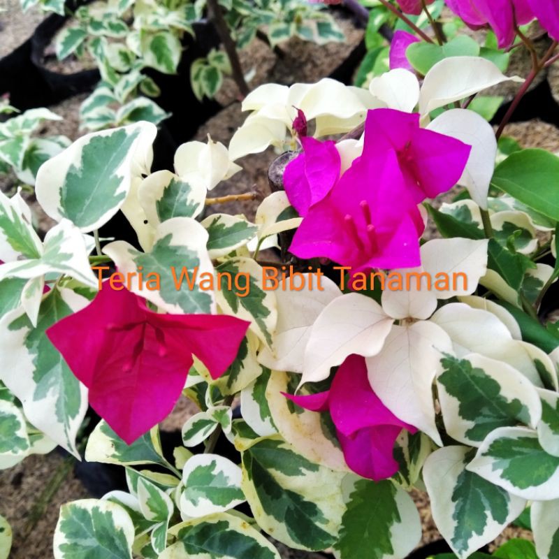 Bougenville merah variegata