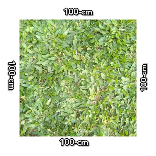 rumput gajah mini 1 meter