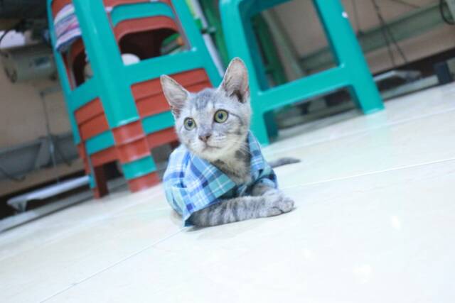 Kemeja kotak-kotak biru natural untuk kucing dan anjing size S M L XL / baju kucing murah terlaris