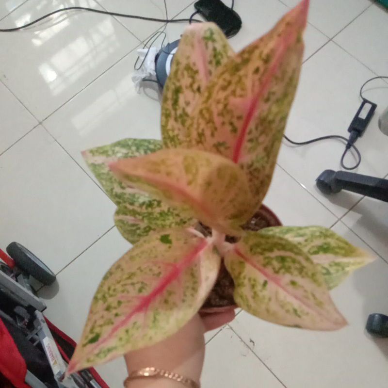 Aglonema Widuri Tulang Merah Ka Lanie
