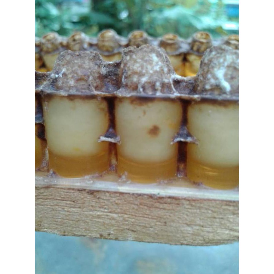 

Herbal877D8Rs9 Royal Jelly Murni (Susu Ratu Lebah) 200Gr Harga Grosir