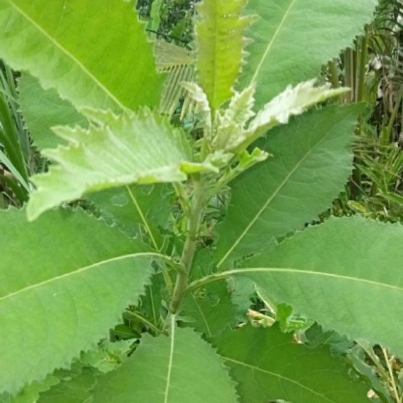 

jual daun sembung segar per 1 kg