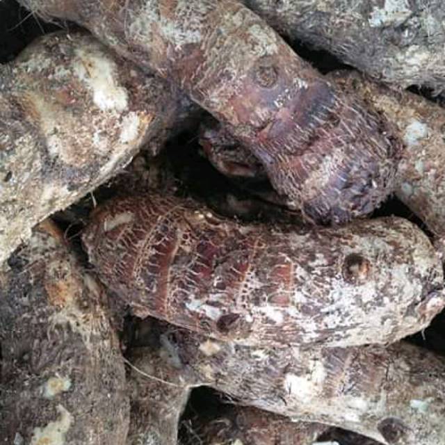 

Ubi talas enak murah / 500 gram