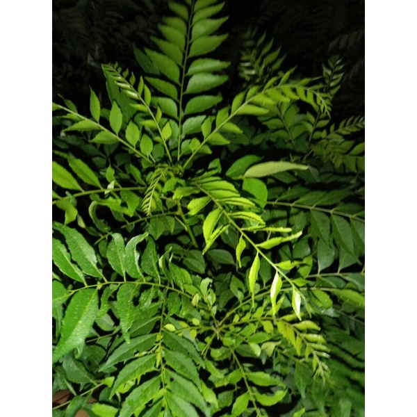 

Daun Kari Fhres Cut / Daun Curry 100gr /20 Helai