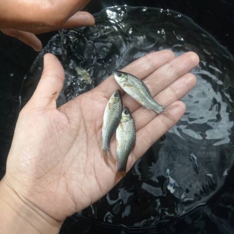 ikan nilam untuk terapi kaki