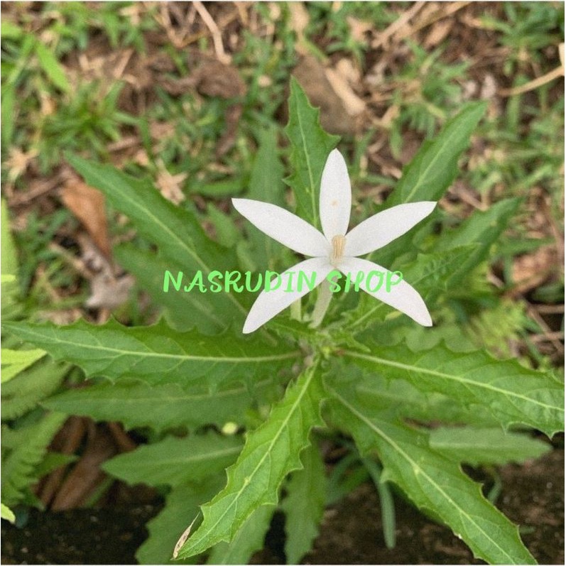 

[Fresh] BIBIT KITOLOD (2 POHONCABUTAN) / BIBIT BUNGA KITOLOD / TANAMAN KI TOLOD / Hippobroma