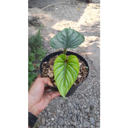 Philodendron plowmanii