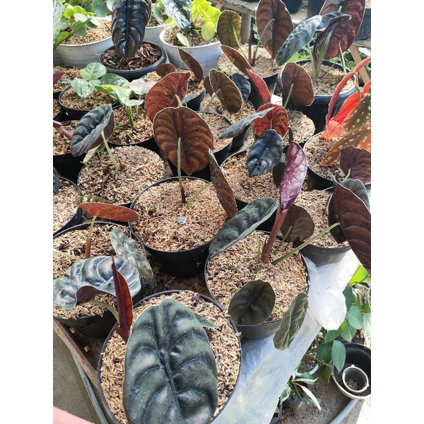 Alocasia Cuprea atau alocasia tengkorak