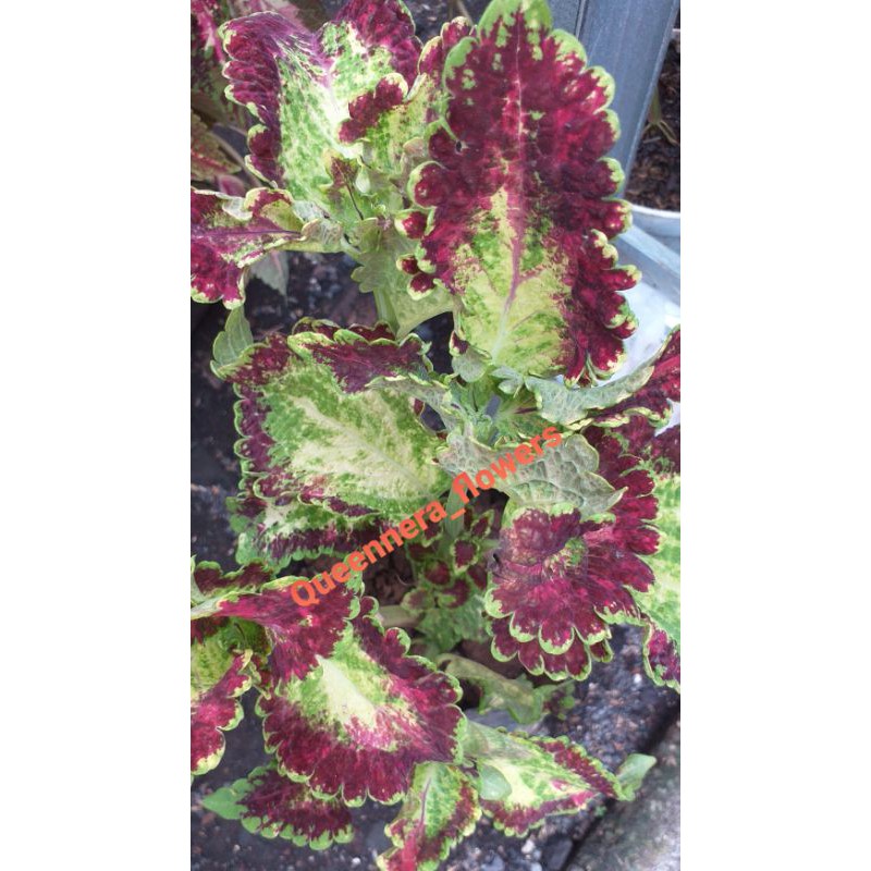 ( BISA COD )TANAMAN HIAS MIANA PREMIUM ARJUNA COLOUS ILER KOTOK MIANA