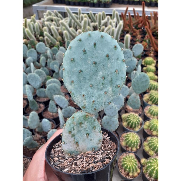 opuntia blue import on pot 10cm