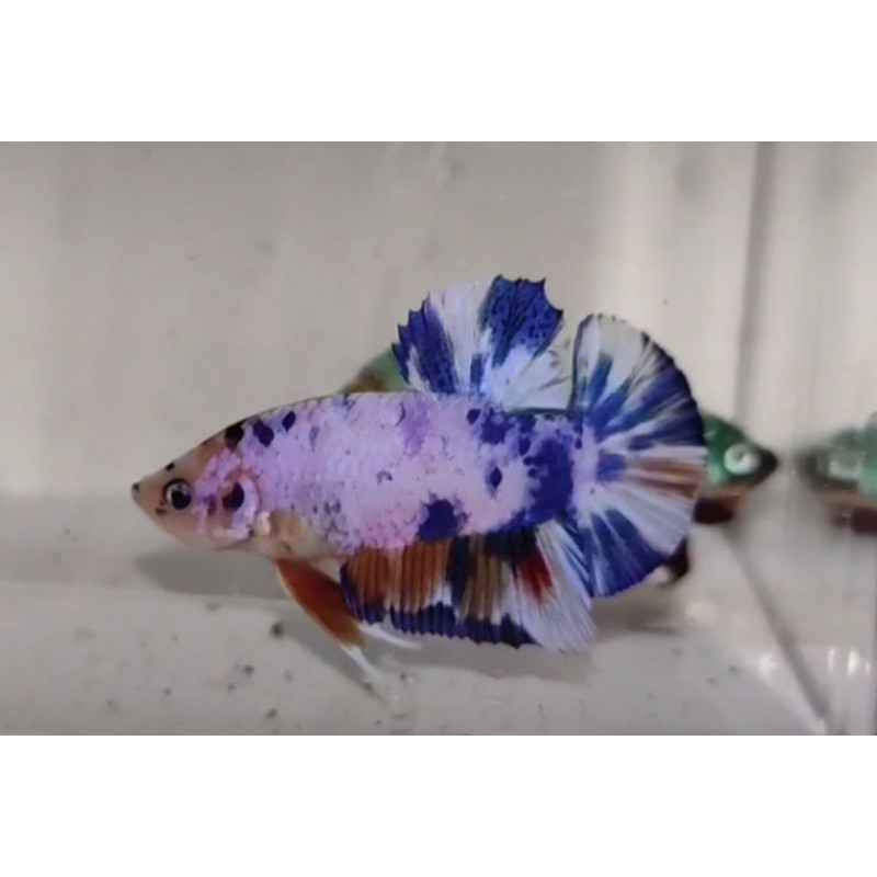 

Cupang Nemo Candy Marble