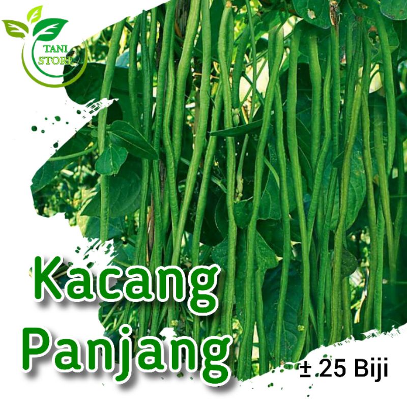 ±25 biji benih kacang panjang_bibit kacang panjang