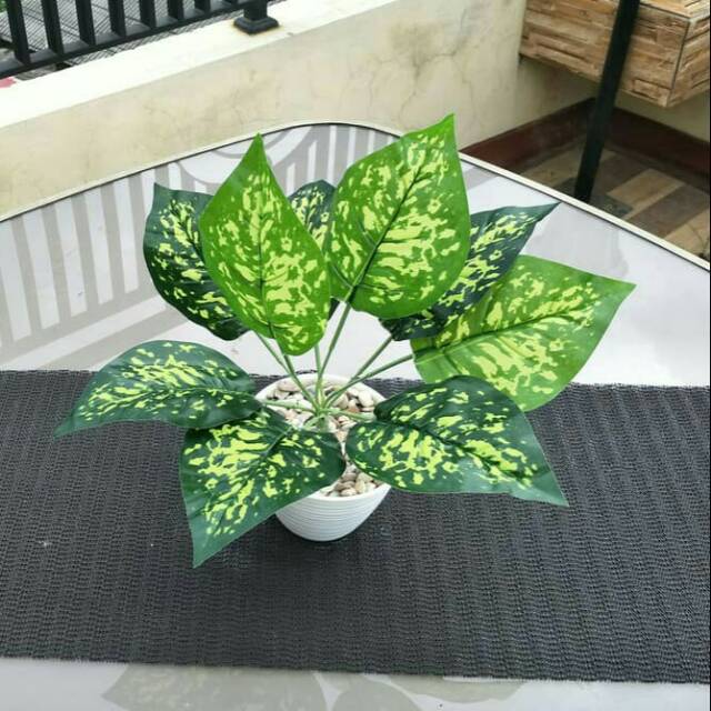Tanaman Bunga Plastik Artificial Daun Monstera Hijau Kuning Plus Pot 12 Cm Shopee Indonesia