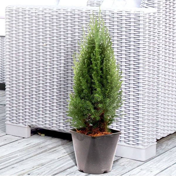 Tanaman hias Cemara embun juniperus communis hibernica