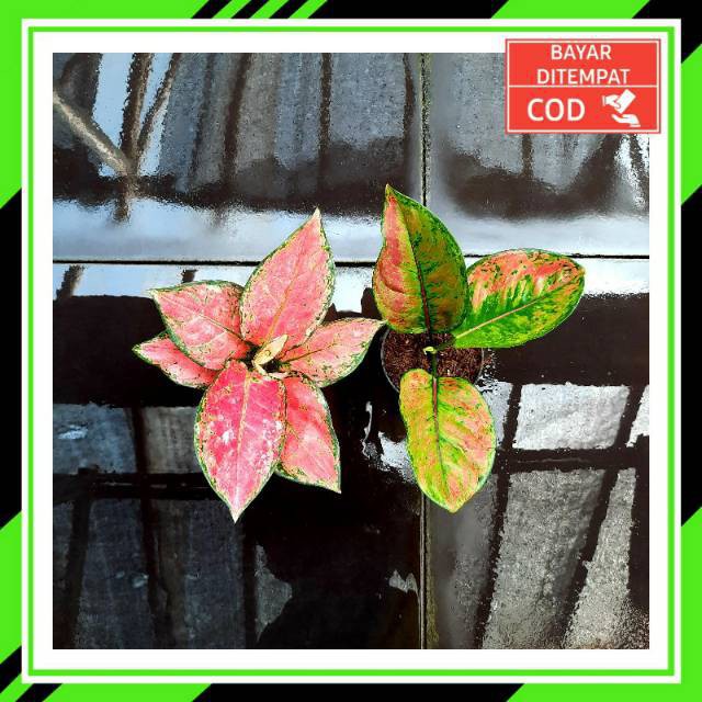 [✅COD] PAKET AGLONEMA - 2 POHON / PAKET AGLONEMA MURAH / TANAMAN HIAS AGLOMEMA / AGLONEMA