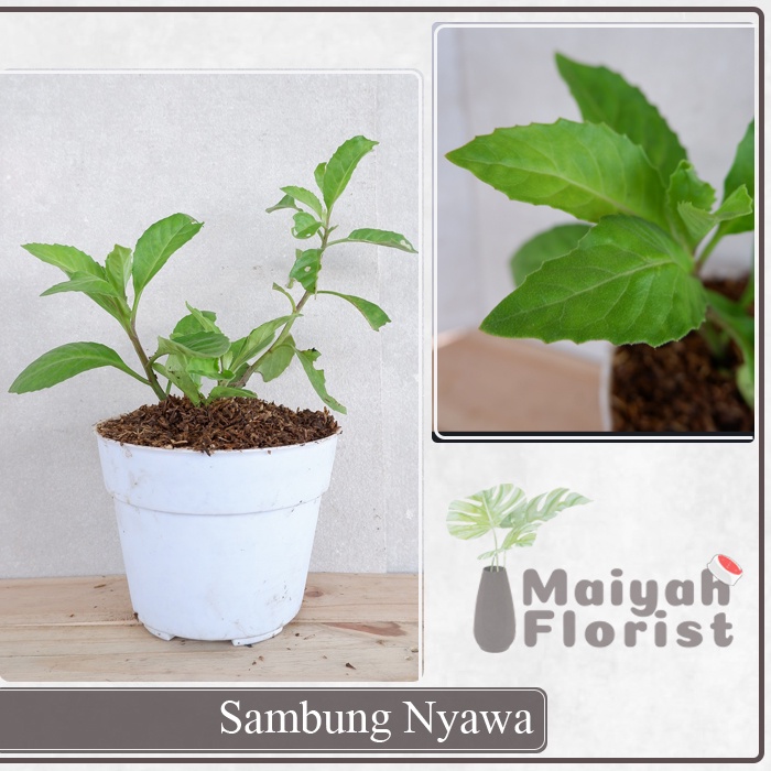 Sambung Nyawa - Tanaman Herbal