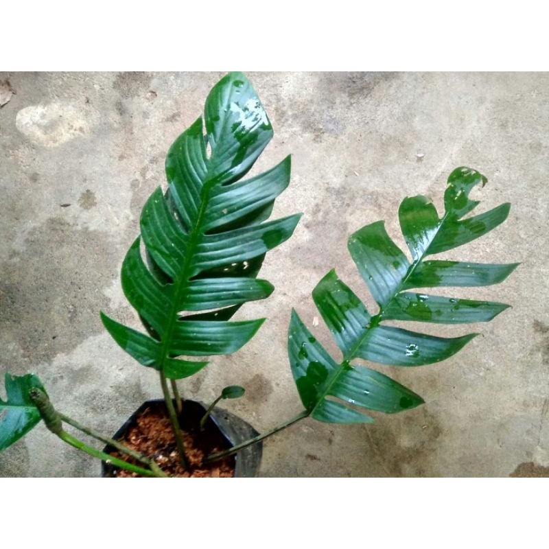 Rhaphidophora beccari / Ekornaga