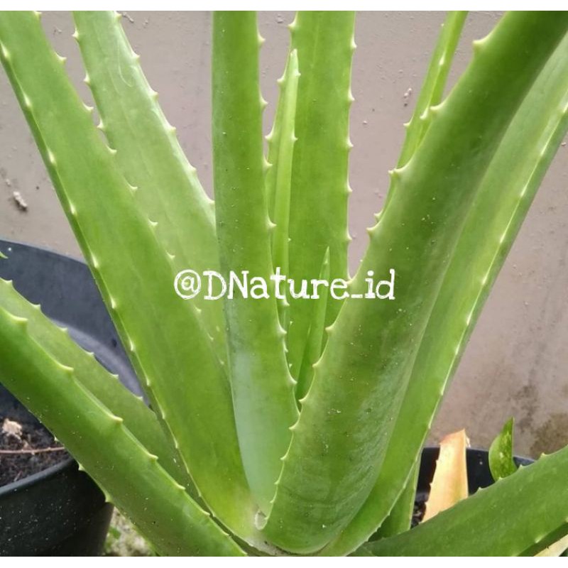 

Lidah Buaya/Aloevera segar (perdaun)