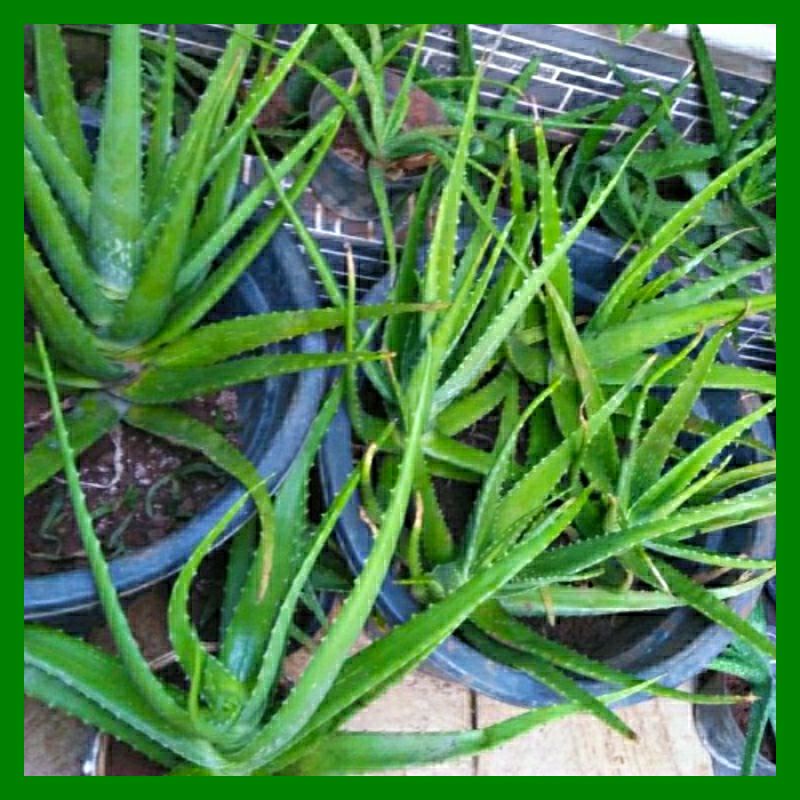 BibitLidahBuayaJumboPontianak