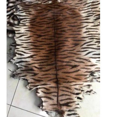 

kulit kambing macan harimau loreng Tiger panthera Tigris