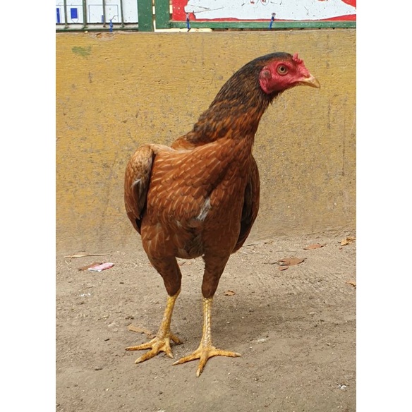 Jual Biang Ayam Plucker Original USA