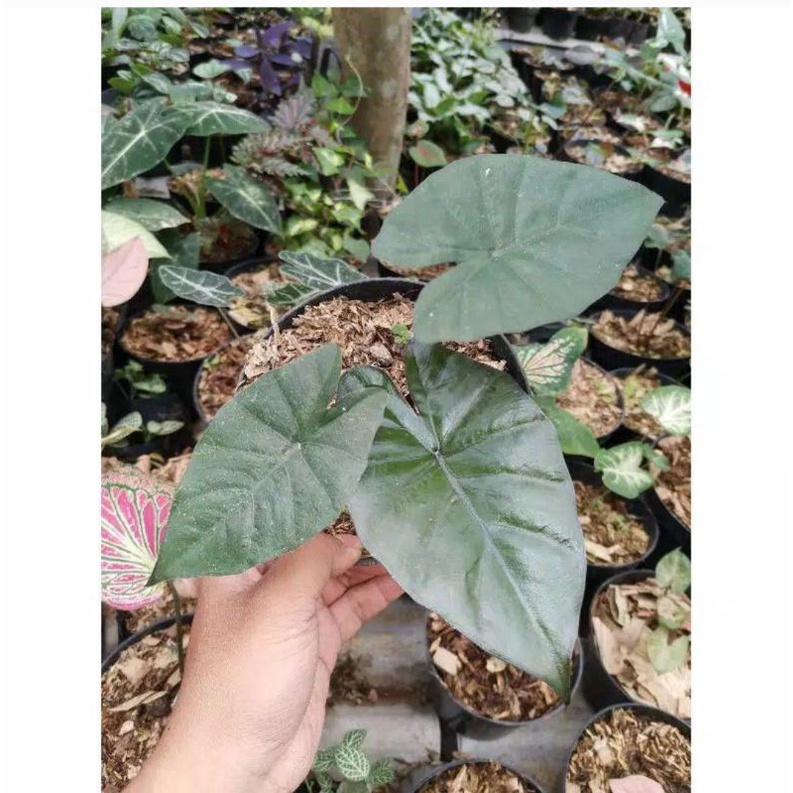 KELADI SENTE/ KELADI HITAM