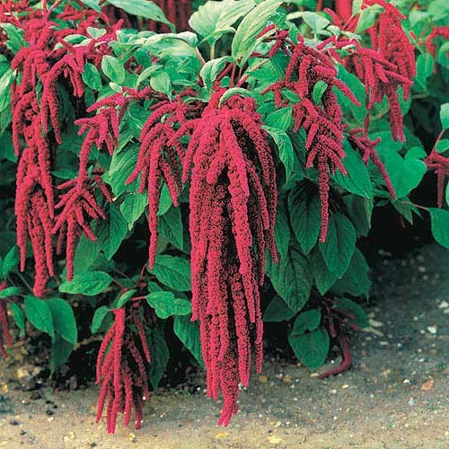 Benih-Bibit Bunga Love Lies Bleeding (Haira Seed)