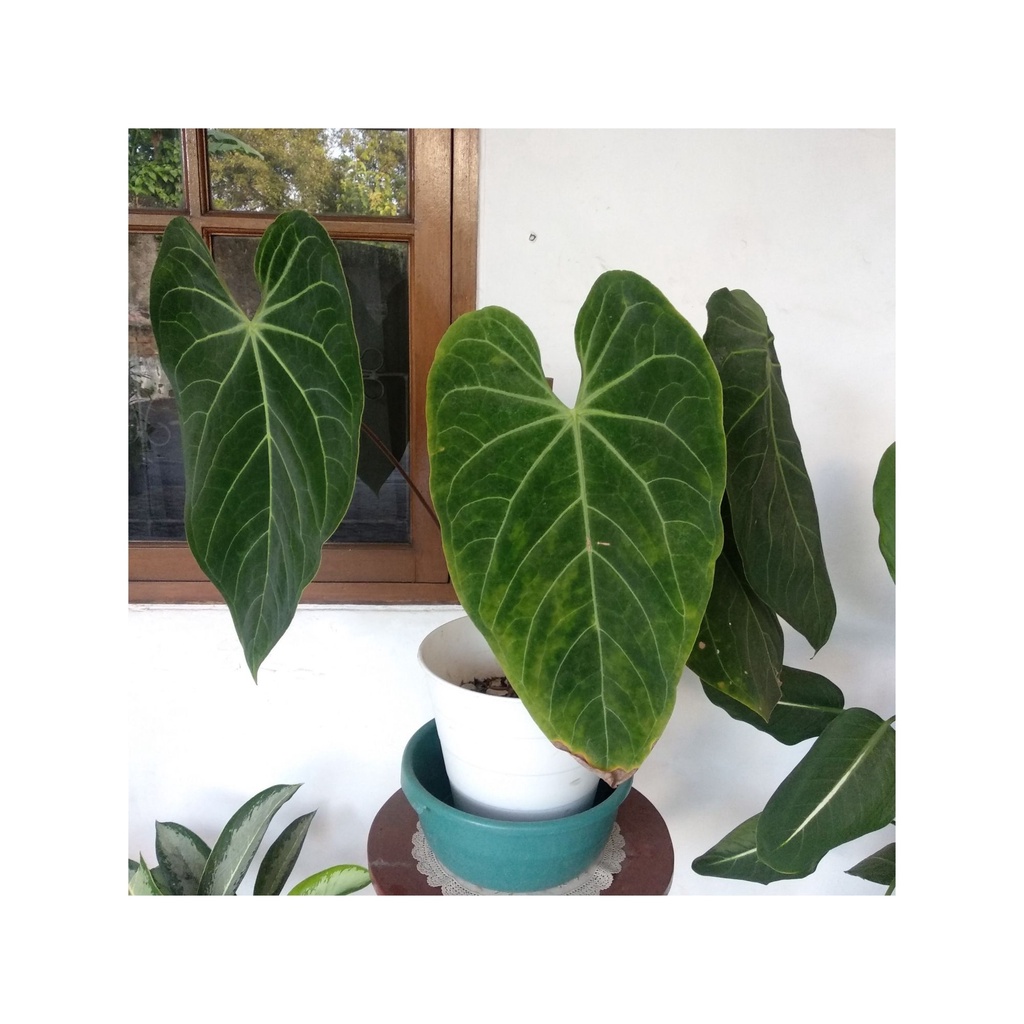BIBIT TANAMAN KUPING GAJAH KAMEUMEUT-Anthurium regale x magnificum 15-40cm