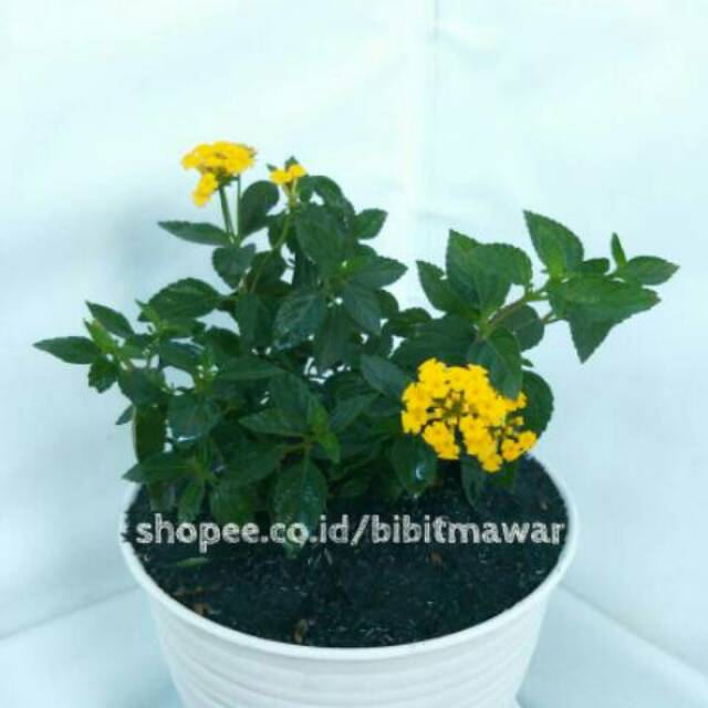 Lantana Kuning