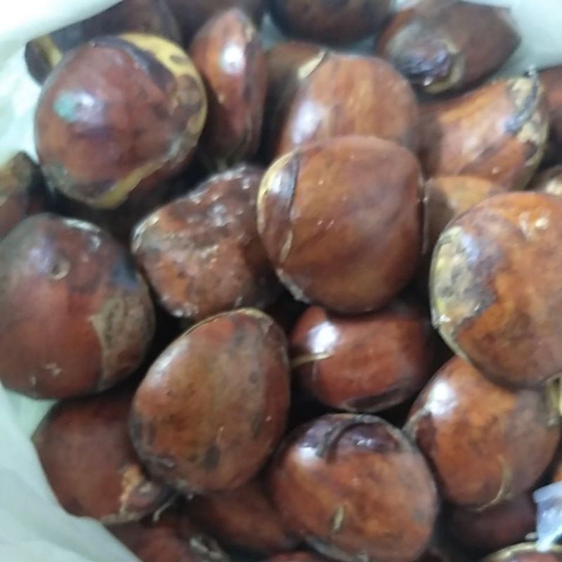 

Bahan Jengkol / Jering tua mentah segar 500gr