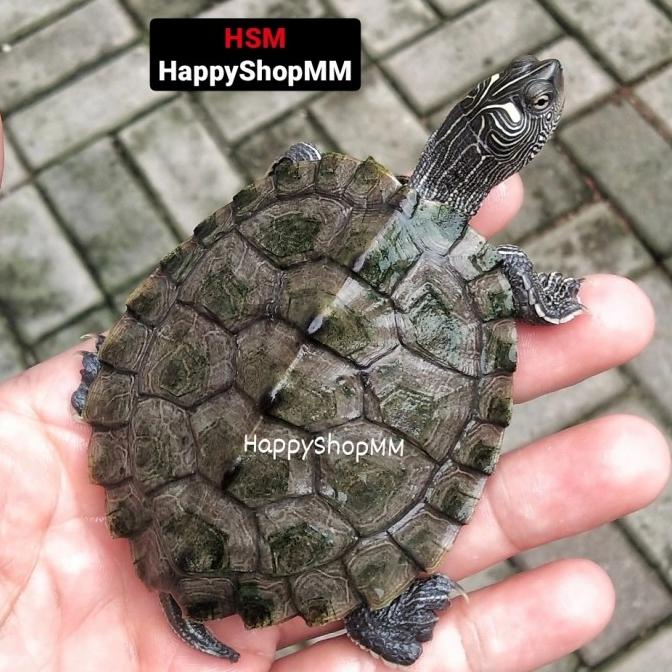 

Kura Missisipi Map Pilihan uk. 6-10cm