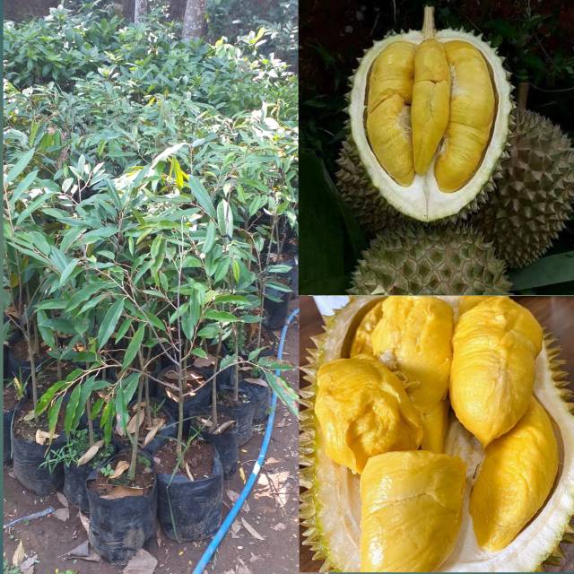 BIBIT DURIAN MUSANGKING OKULASI (tinggi 50cm up)