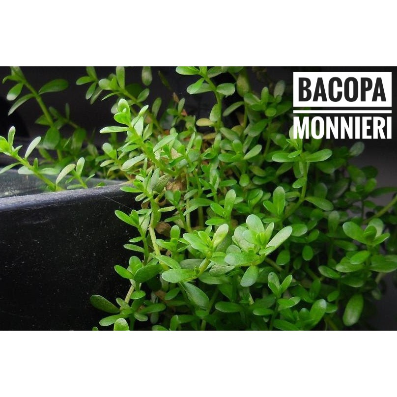 

bacopa monieri