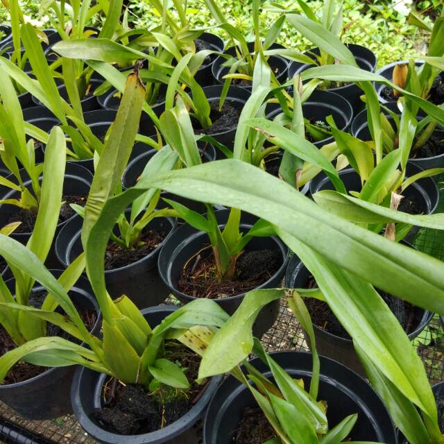 Oncidium white fairy dewasa