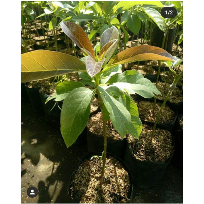 Bibit Tanaman Buah Alpukat Florida-Bibit Hasil Sambung/Cangkok-Bibit Alpukat Florida