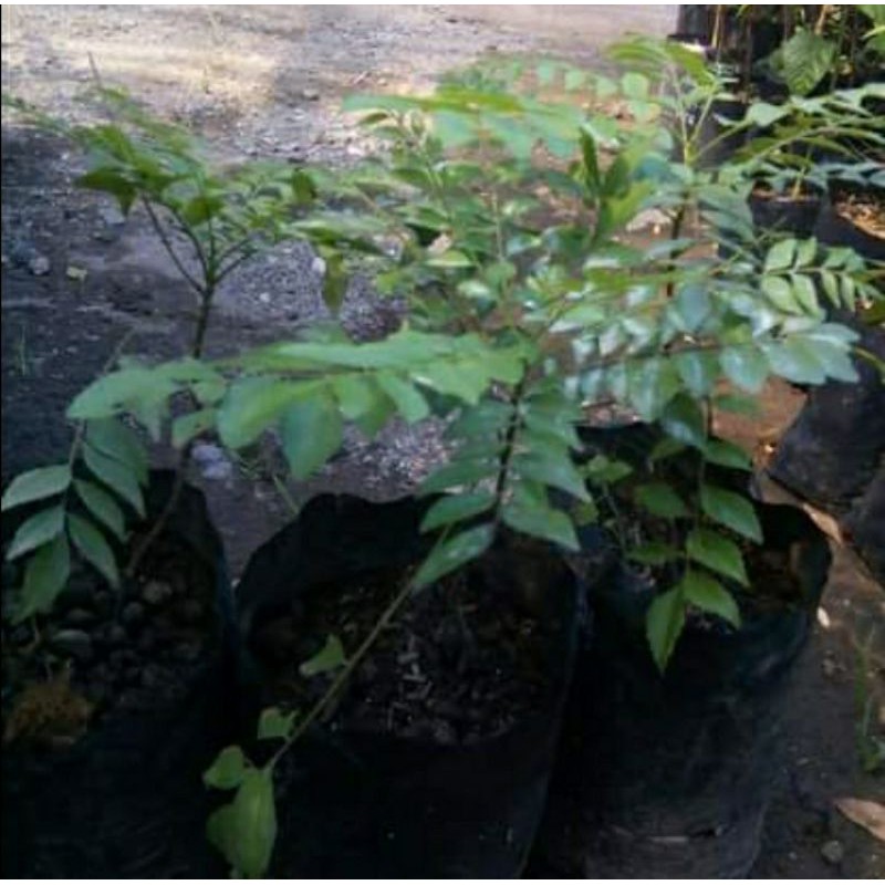 Bibit tanaman daun kari