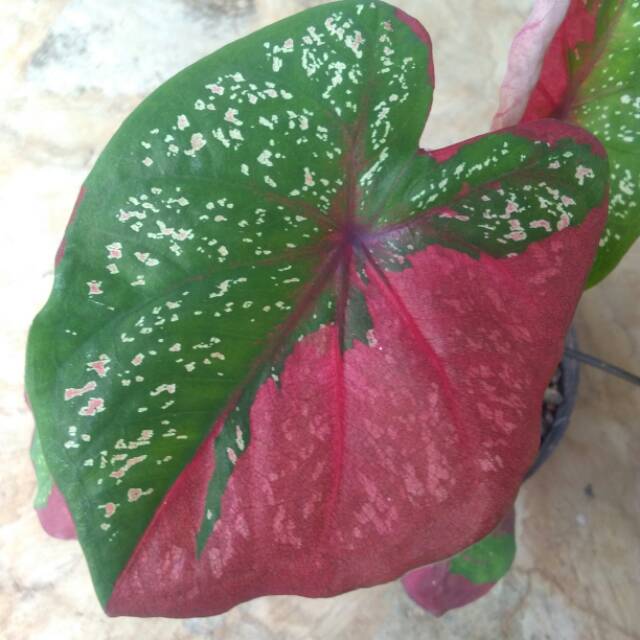 Tanaman hias caladium  baret merah keladi baret caladium  